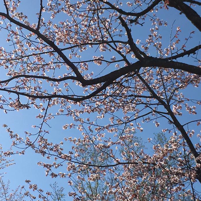 令和5年度「さくら開花日当てクイズ」
