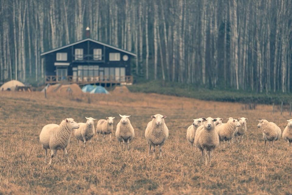 羊をめぐる冒険